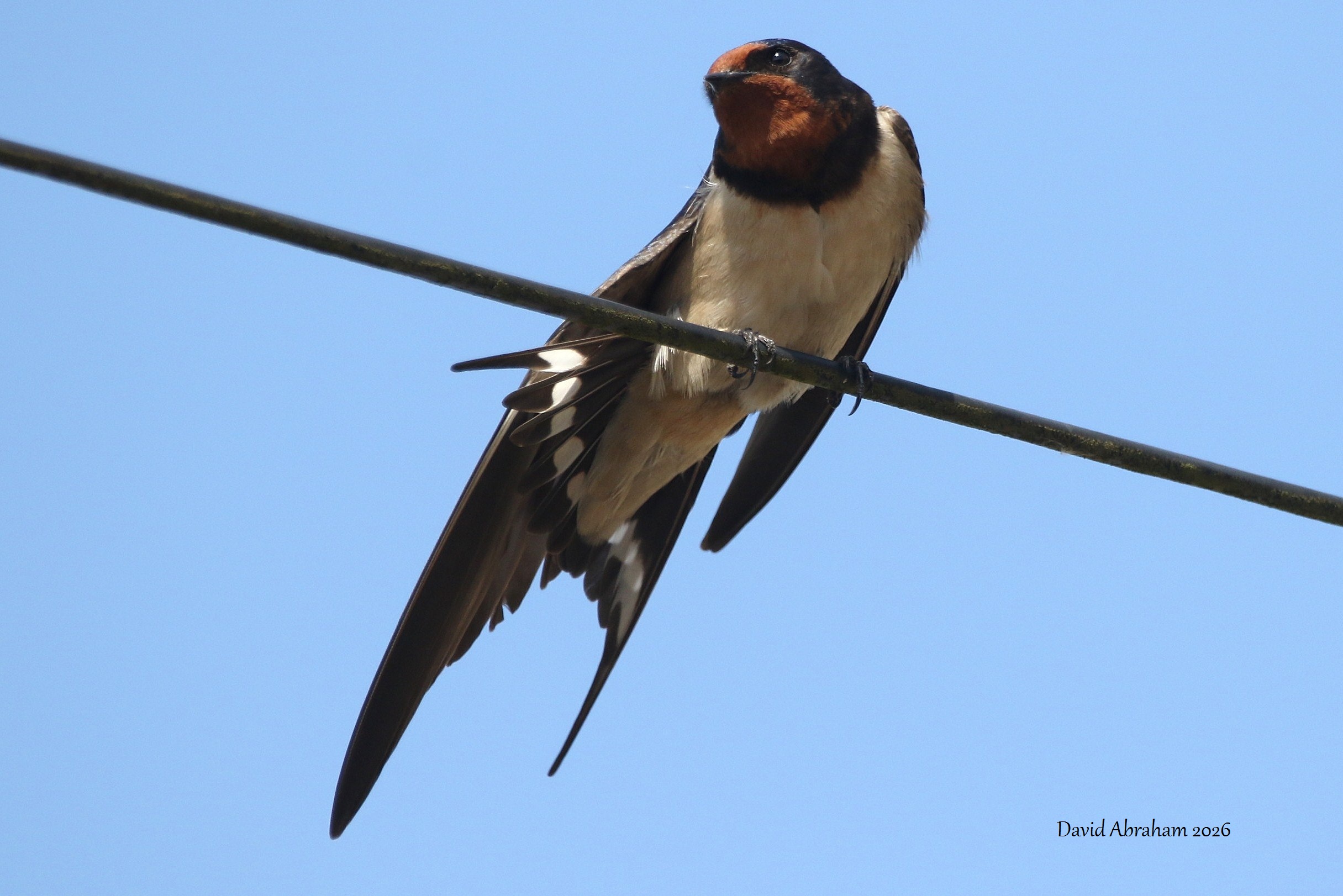 Swallow 