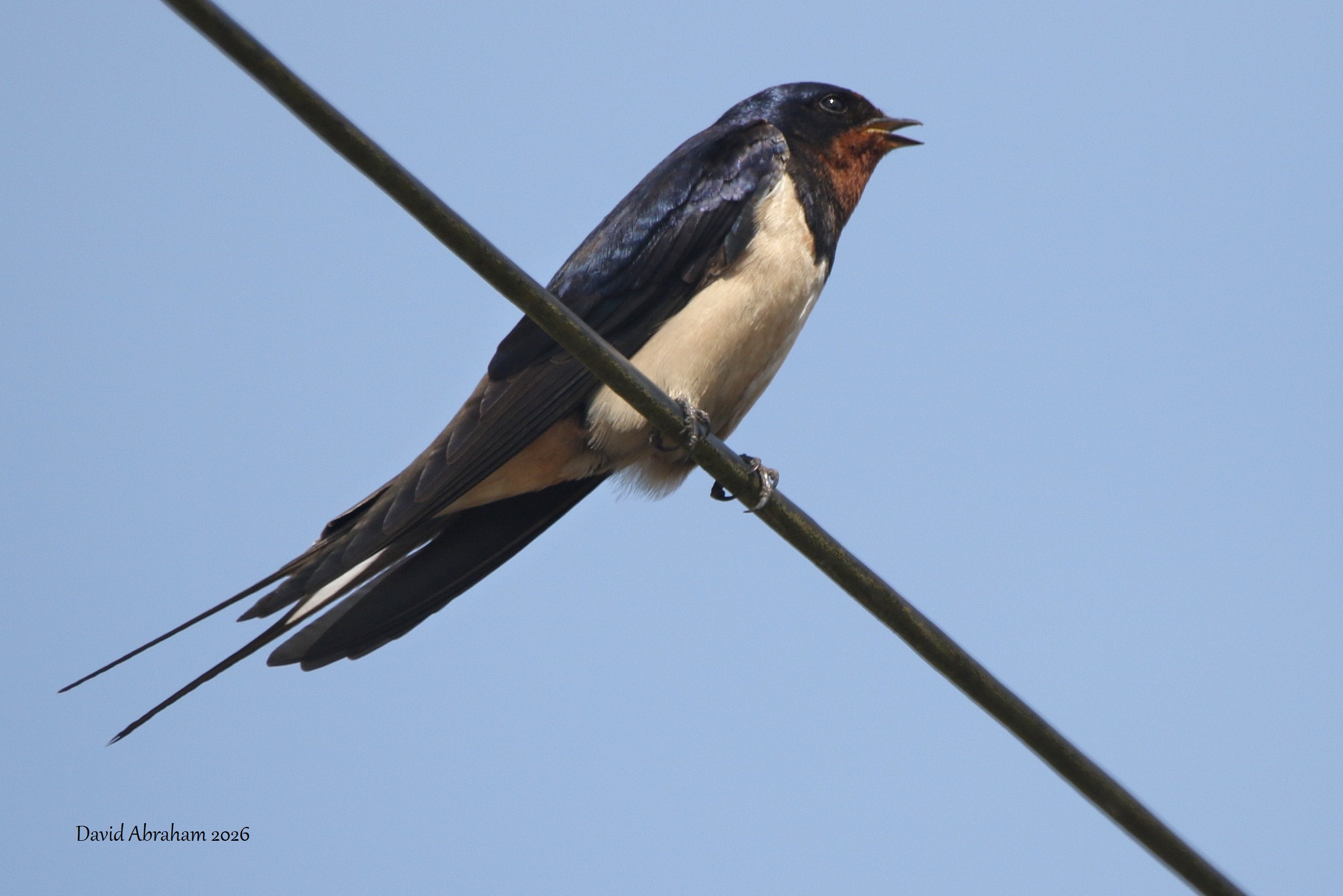 Swallow 