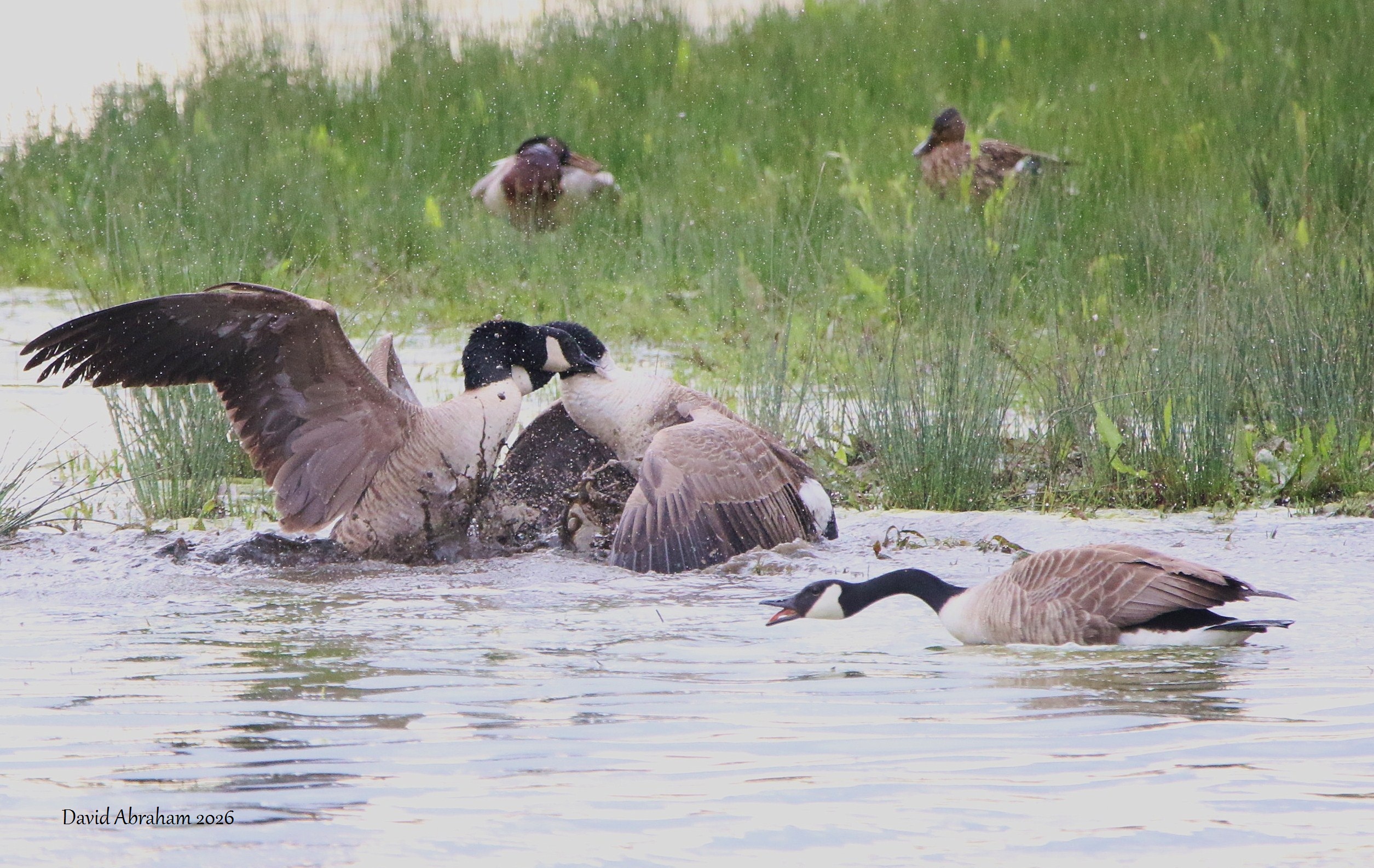 Canada Goose