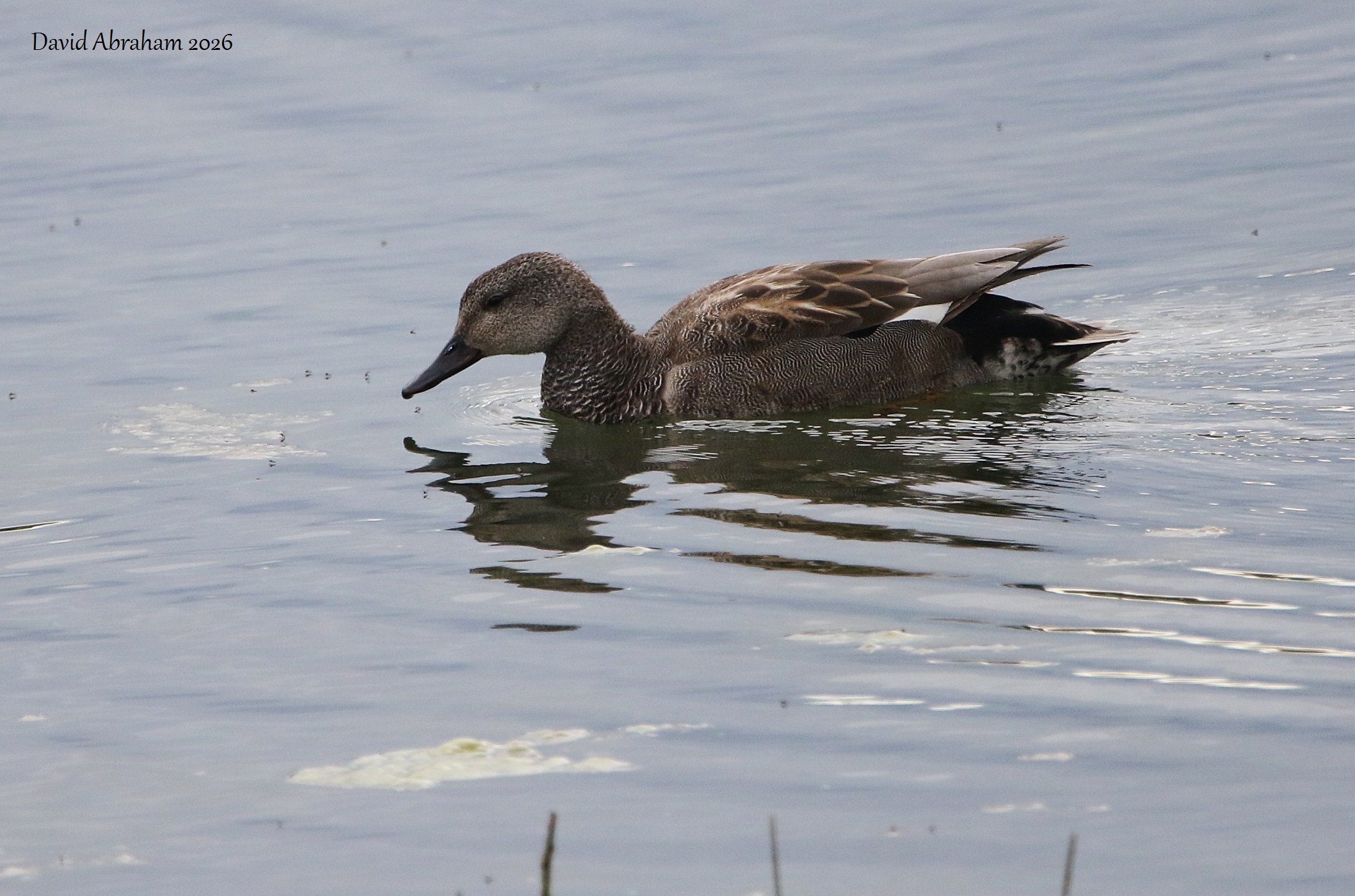 Gadwall 