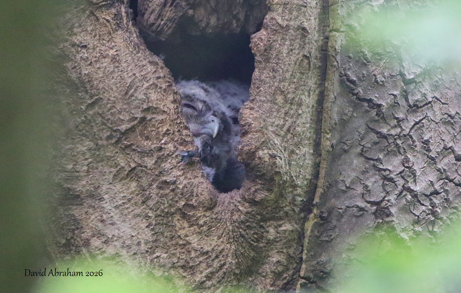 Tawny Owl 