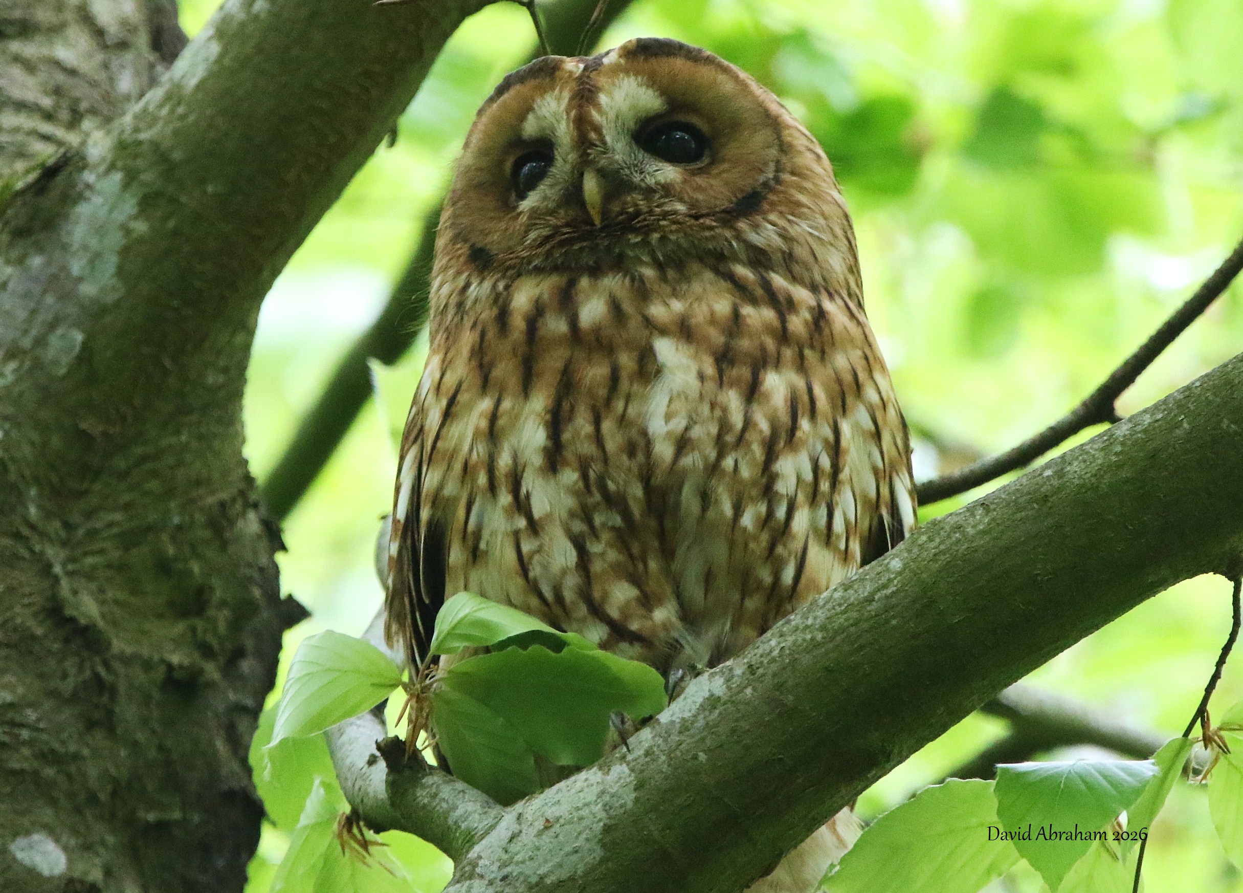Tawny Owl 