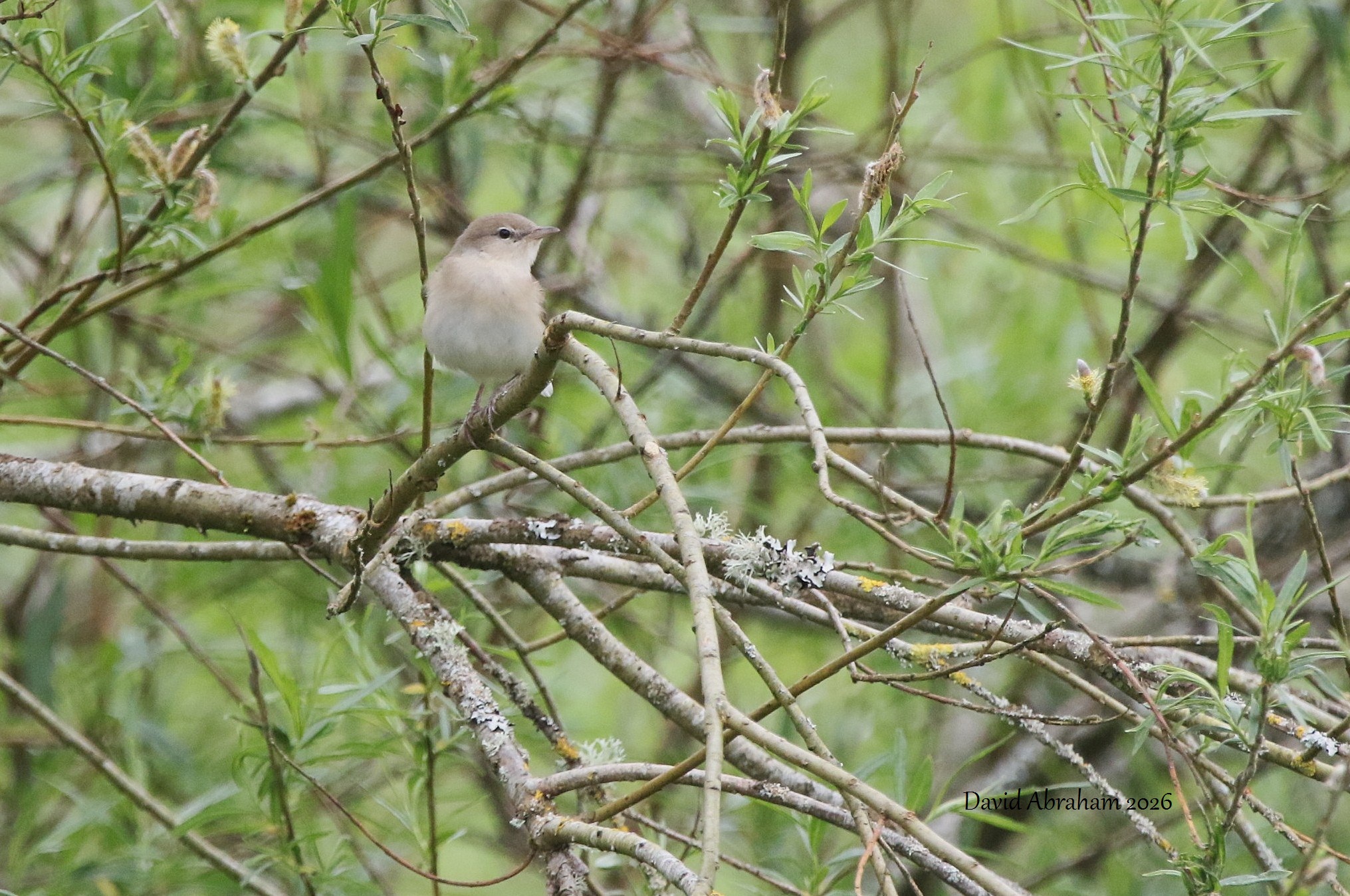 Garden Warbler 