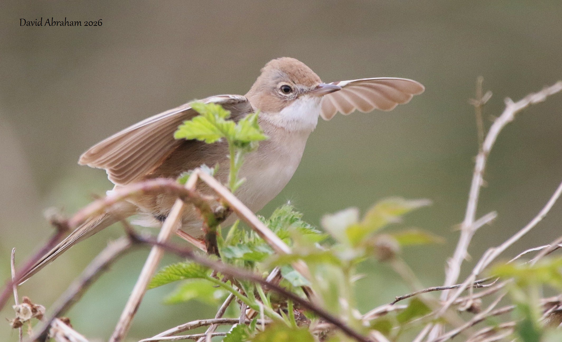 Whitethroat 
