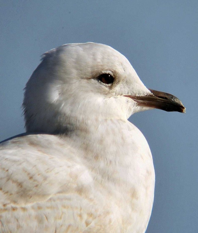 Iceland Gull