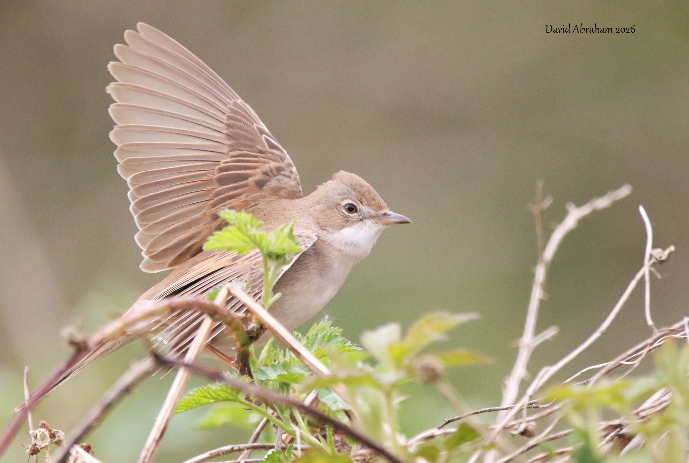 Whitethroat 