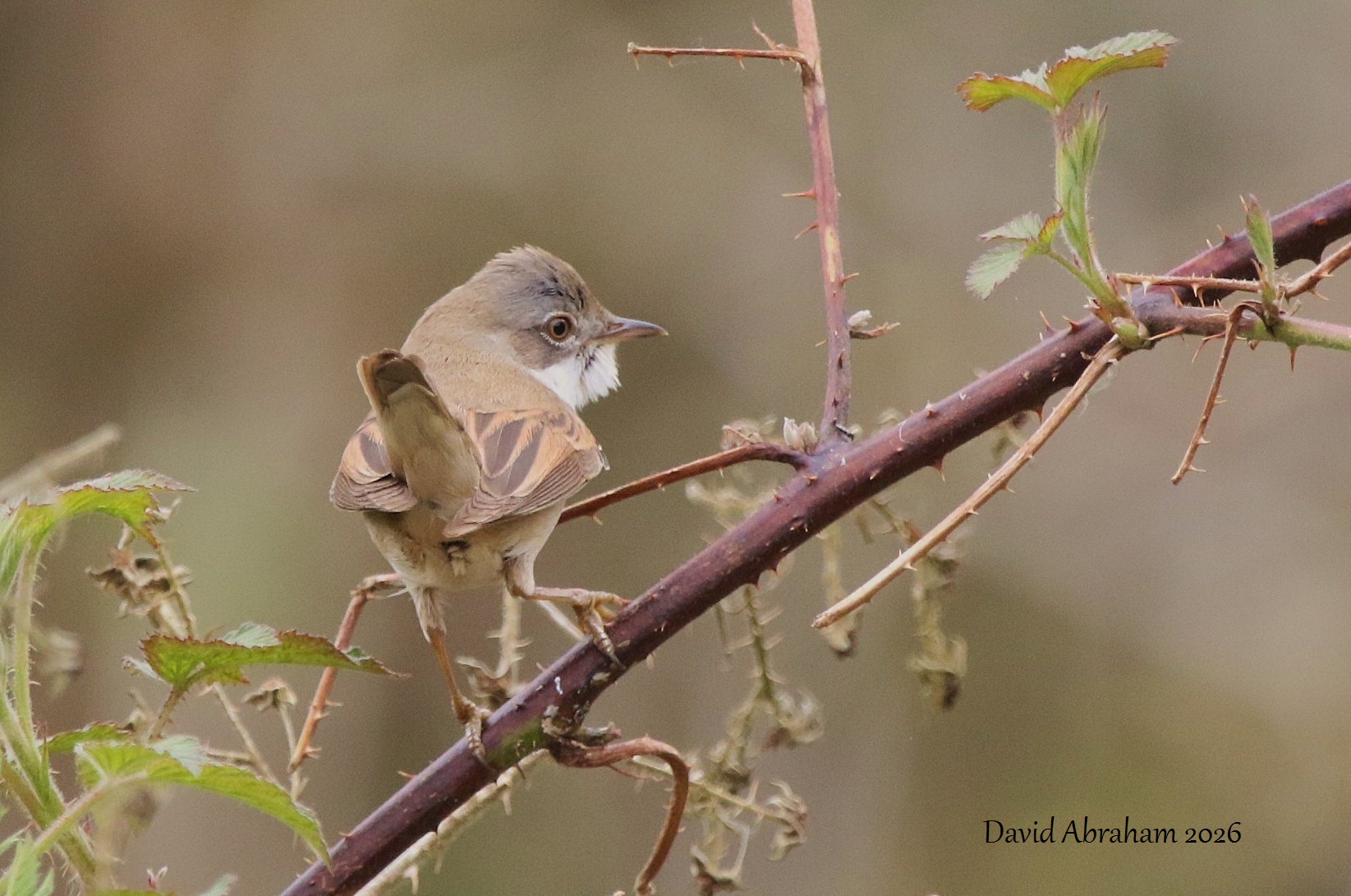 Whitethroat 