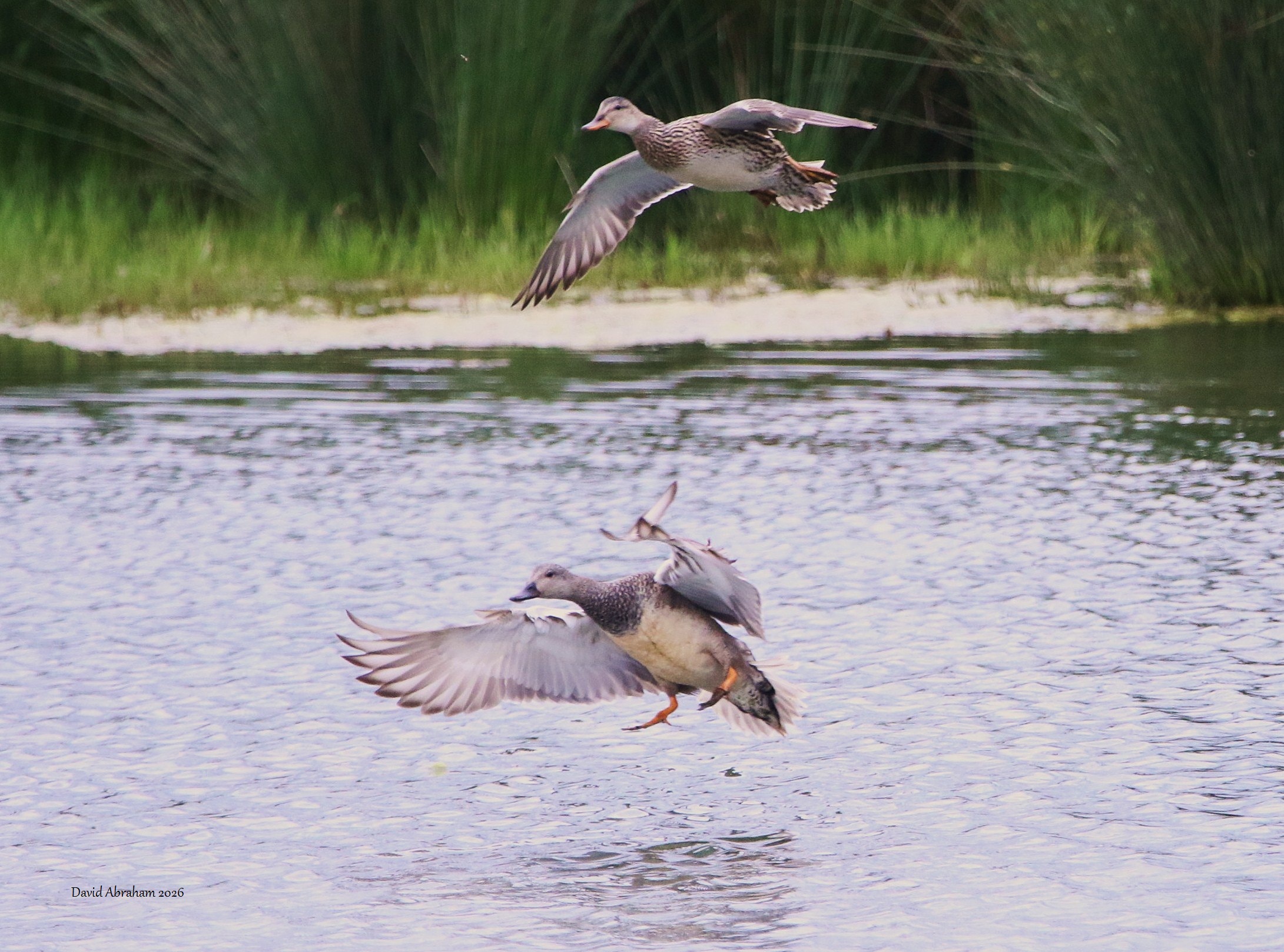 Gadwall 