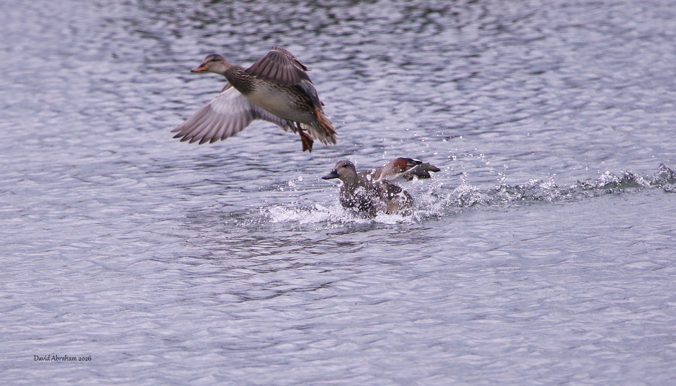 Gadwall 