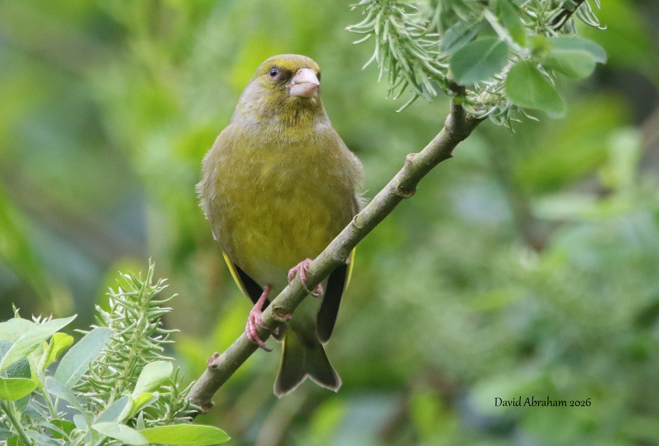 Greenfinch 