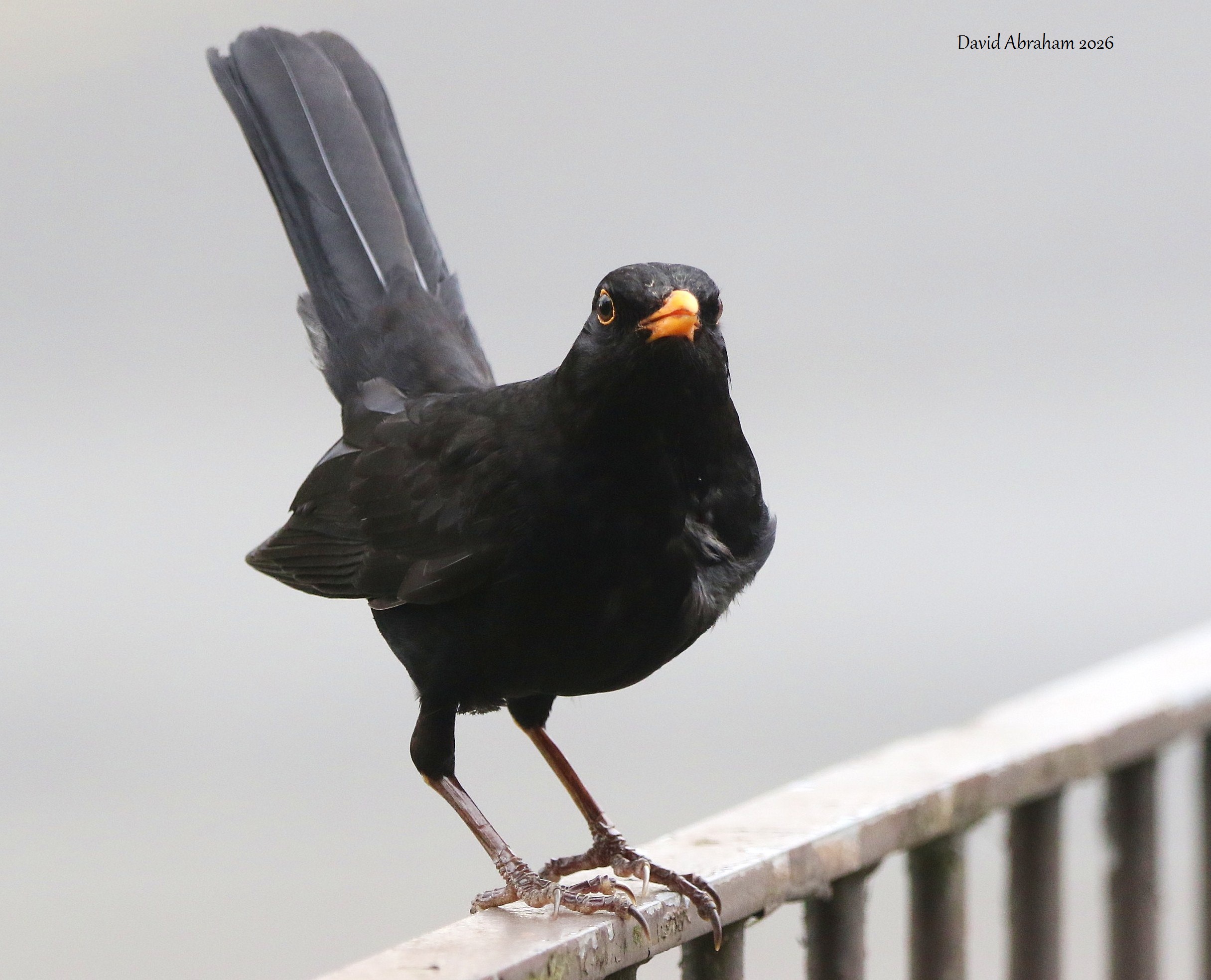 Blackbird 