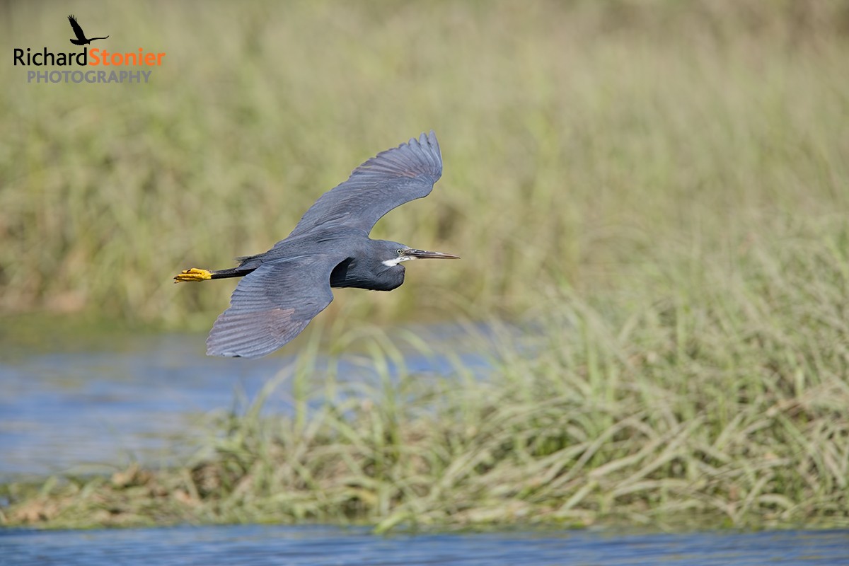 Western Reef Heron