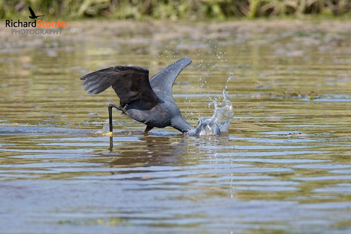Western Reef Heron