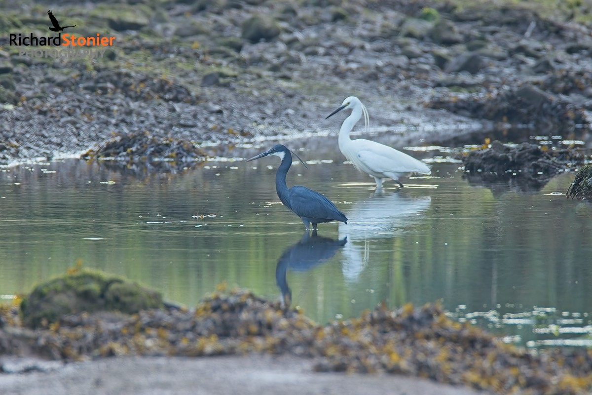 Western Reef Heron