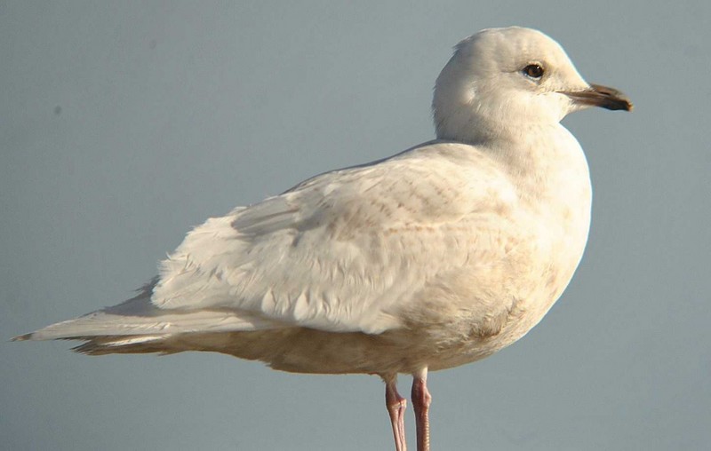 Iceland Gull