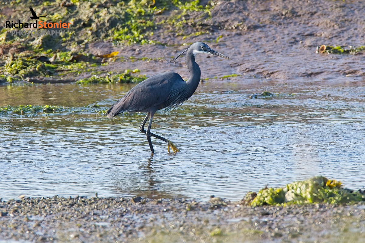 Western Reef Heron