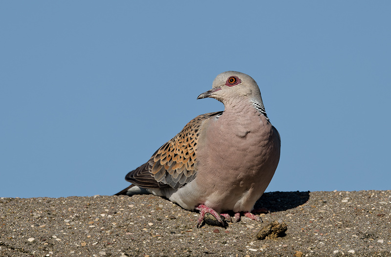 Turtle Dove