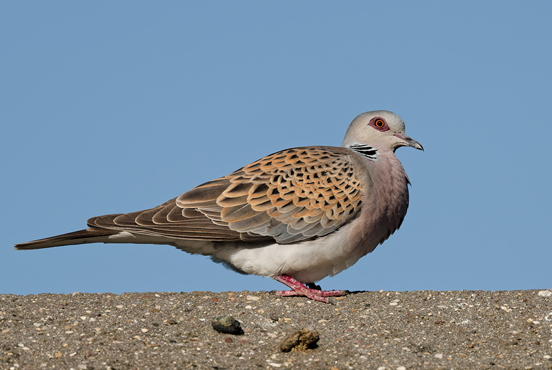 Turtle Dove