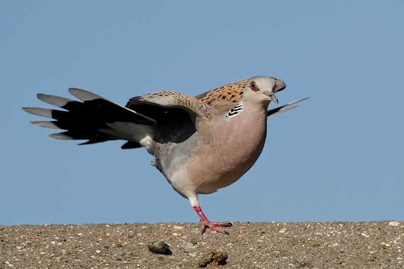 Turtle Dove