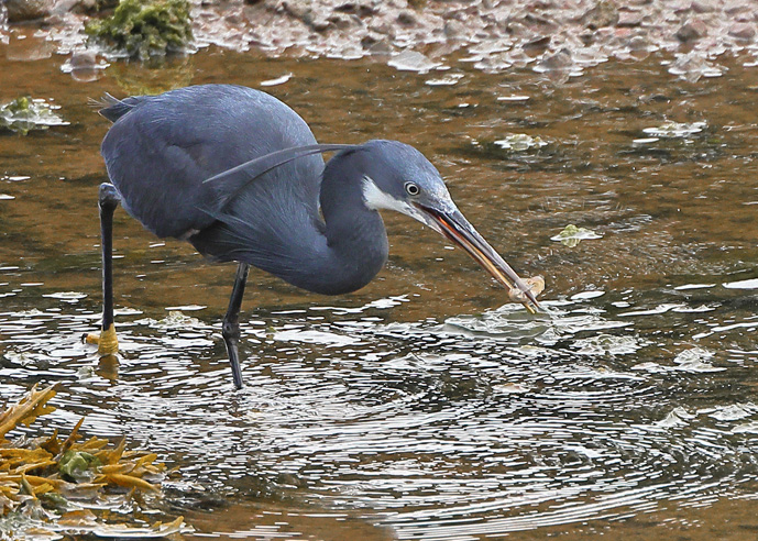 Western Reef Heron