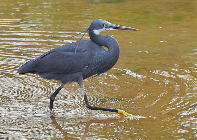 Western Reef Heron