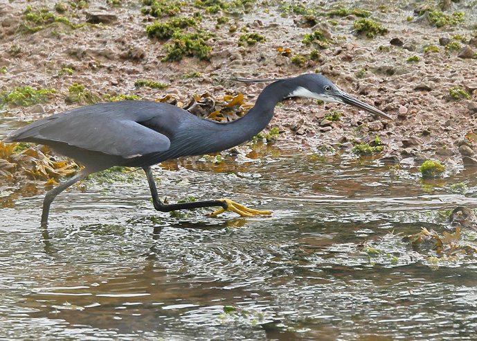 Western Reef Heron