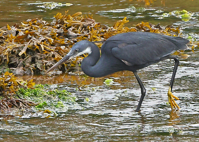 Western Reef Heron