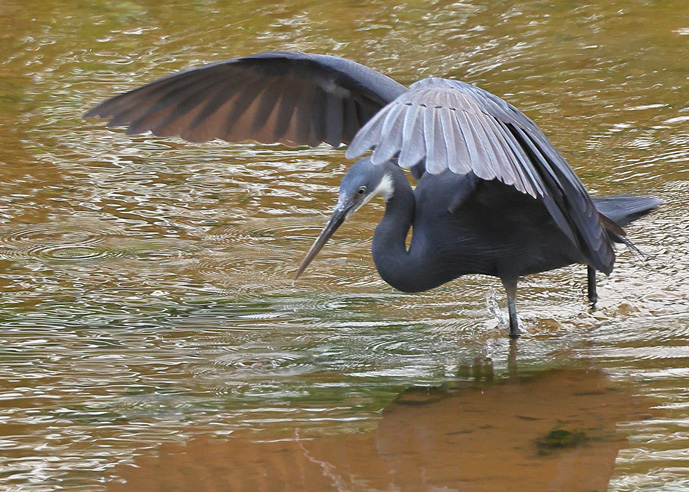 Western Reef Heron