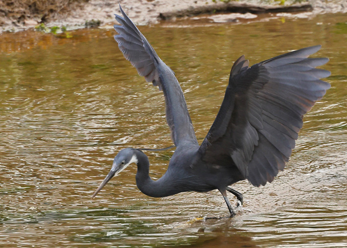 Western Reef Heron