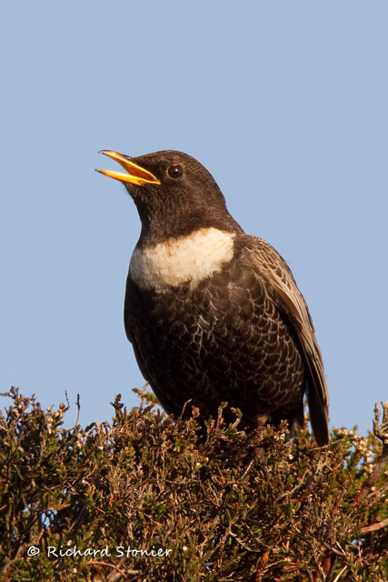 Ring Ouzel