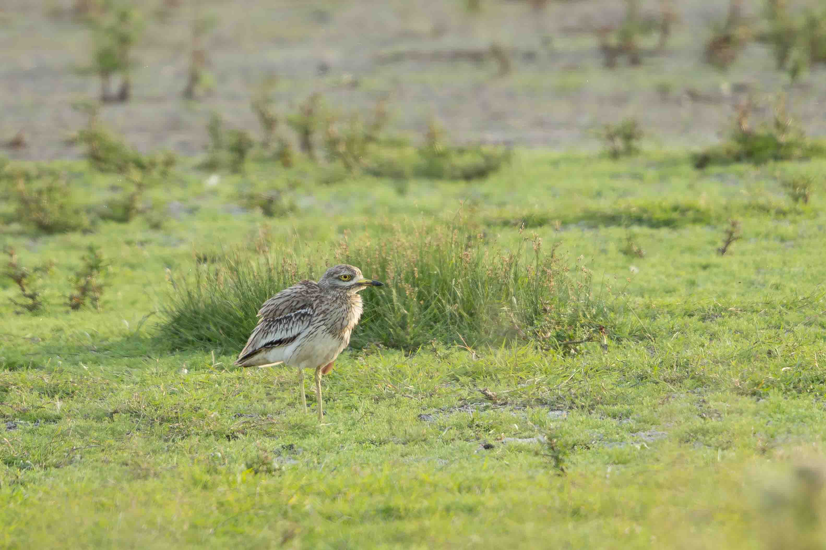 Stone Curlew