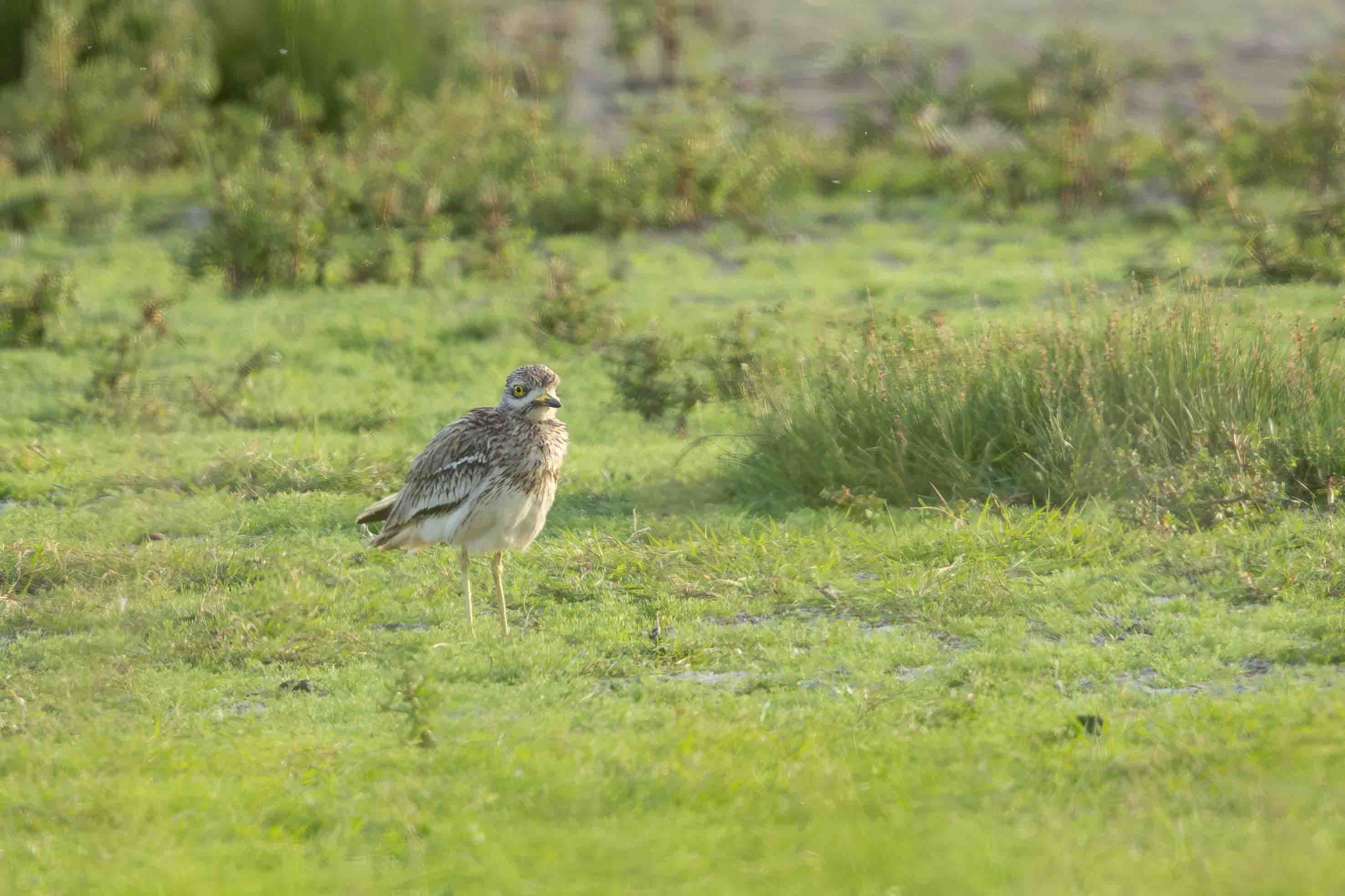 Stone Curlew