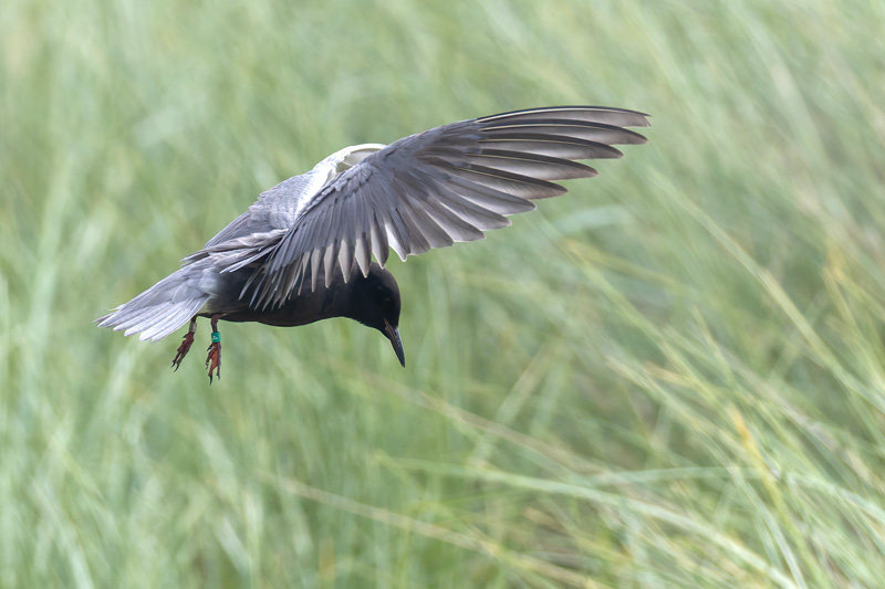 American Black Tern
