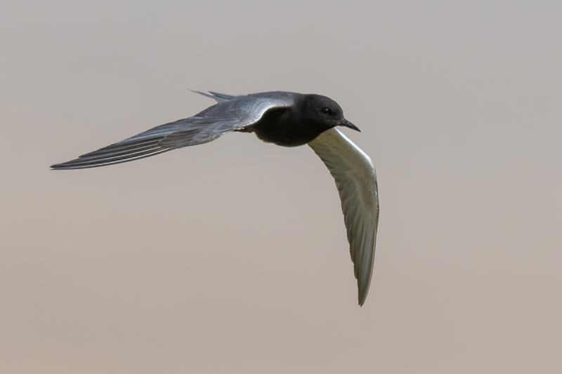American Black Tern