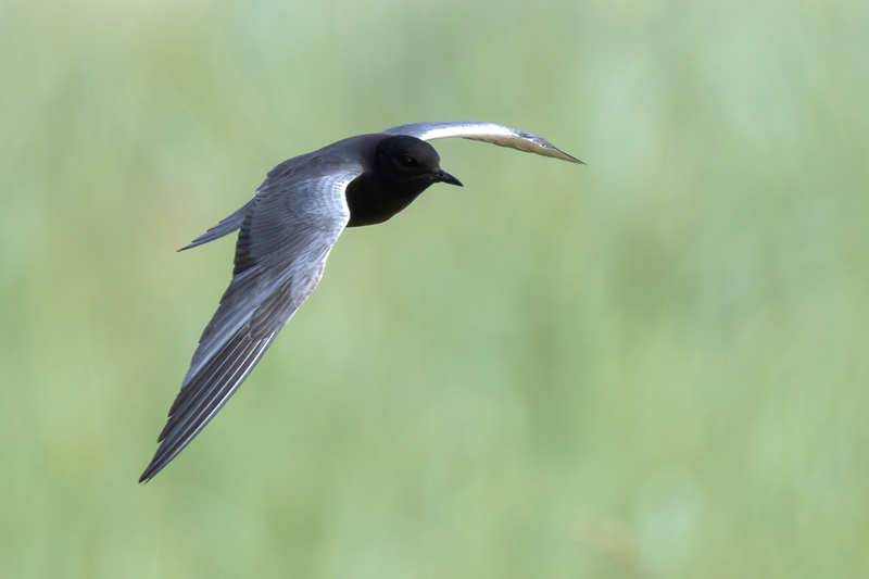 American Black Tern