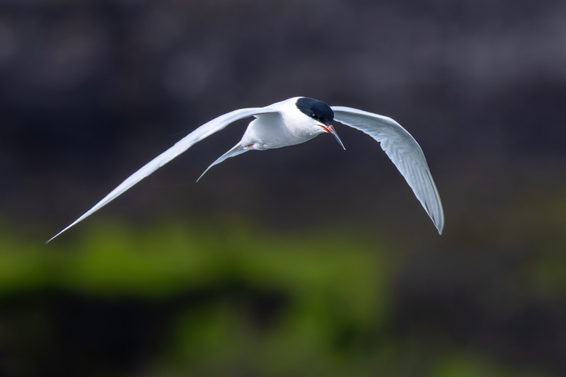 Roseate Tern