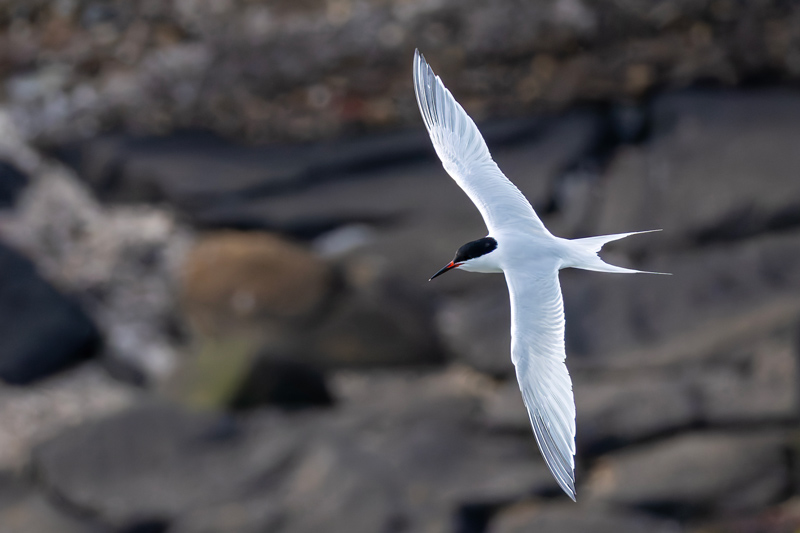 Roseate Tern