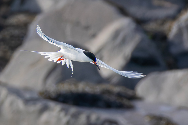 Roseate Tern