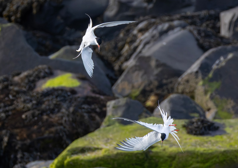 Roseate Terns