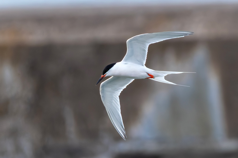 Roseate Tern