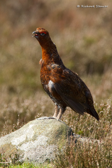Red Grouse