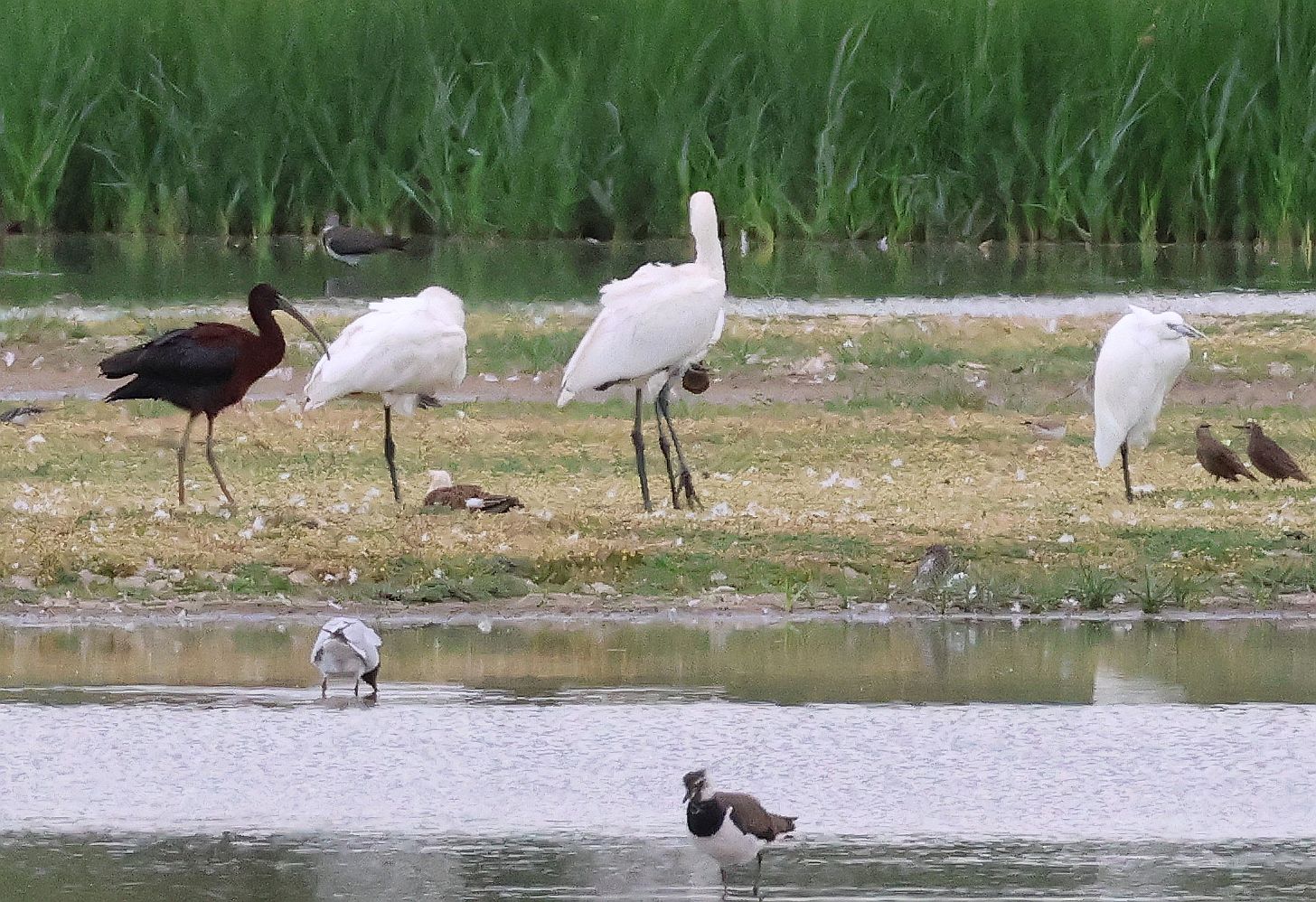 Glosy Ibis
