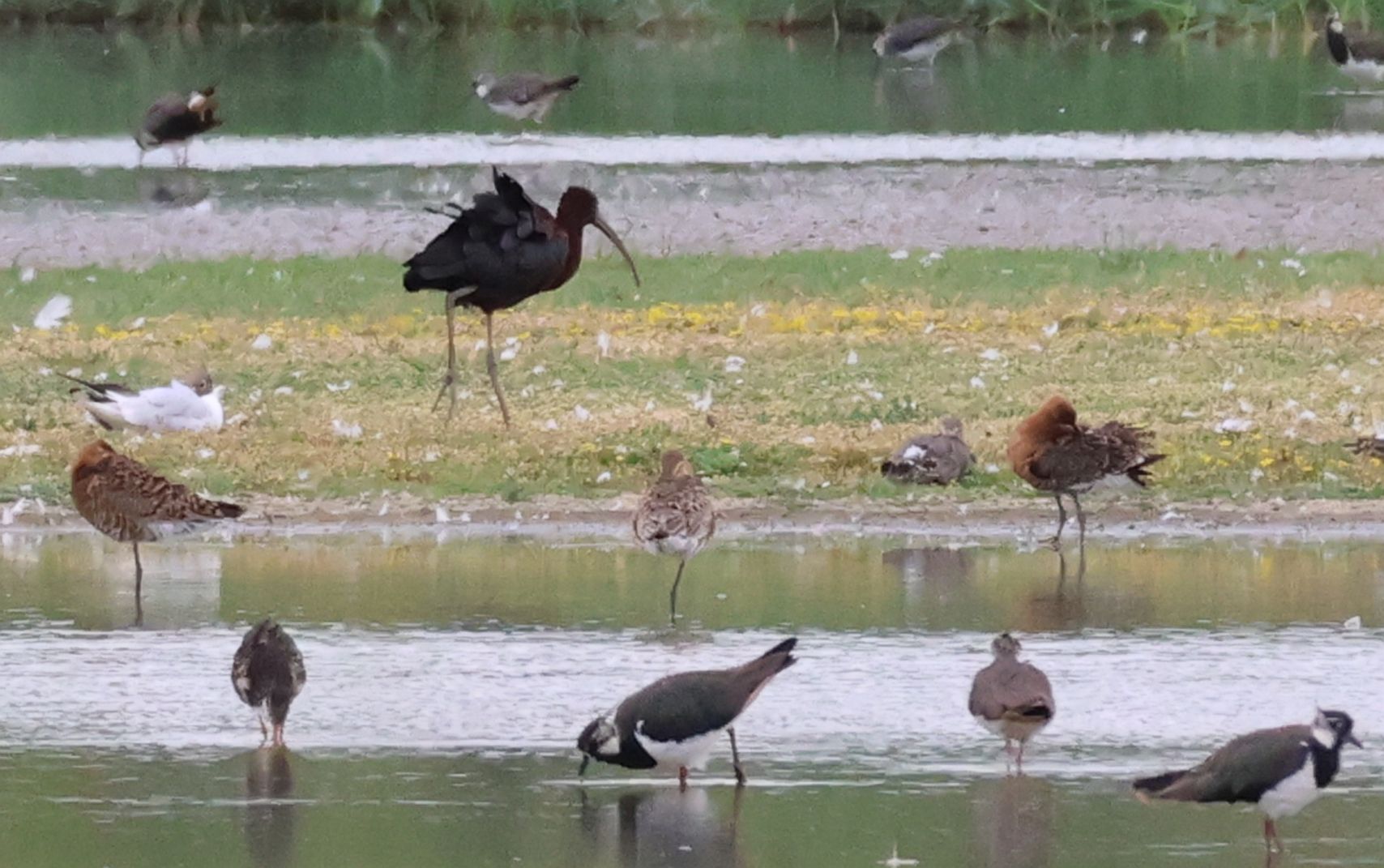 Glossy Ibis