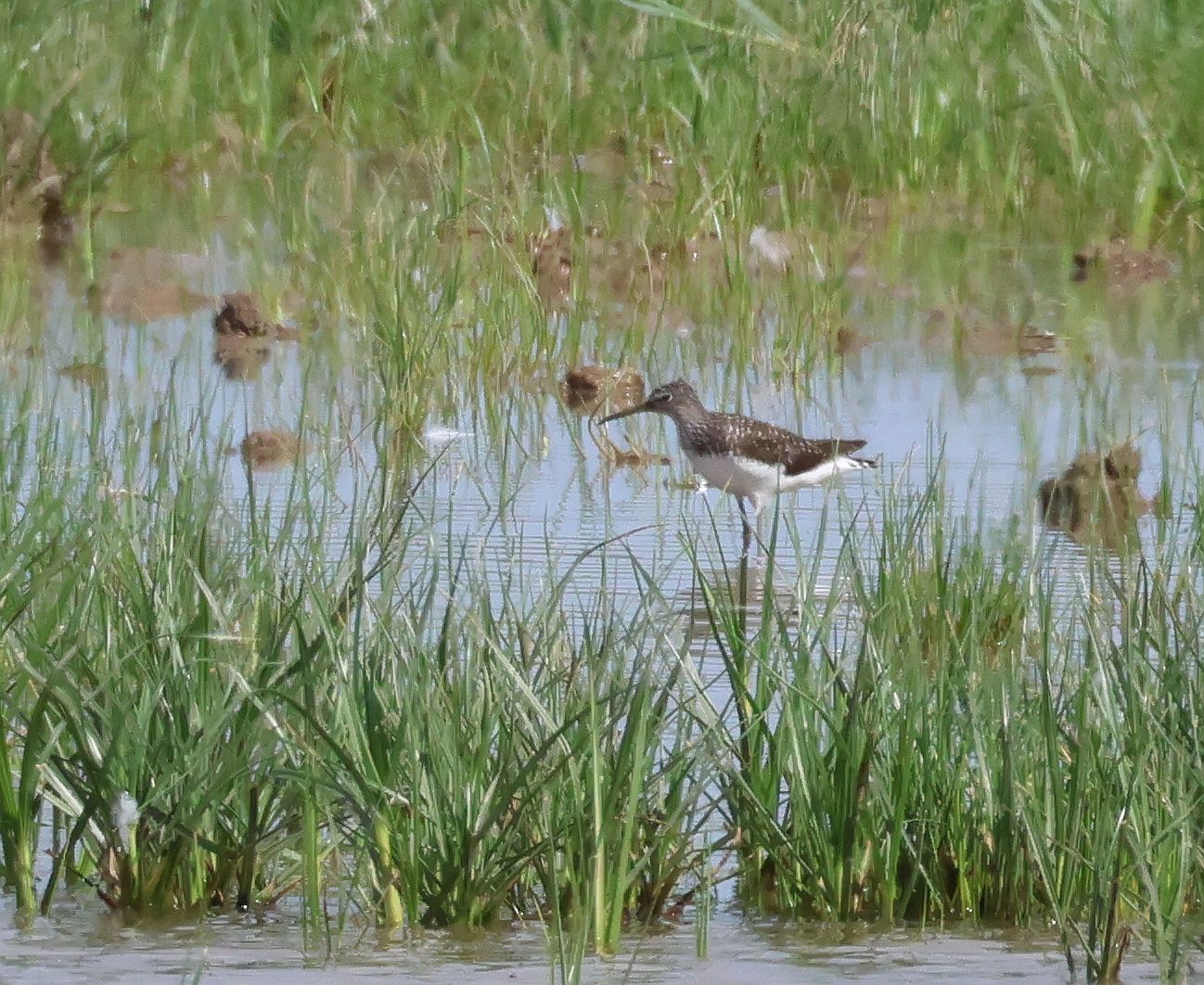 Green Sandpiper