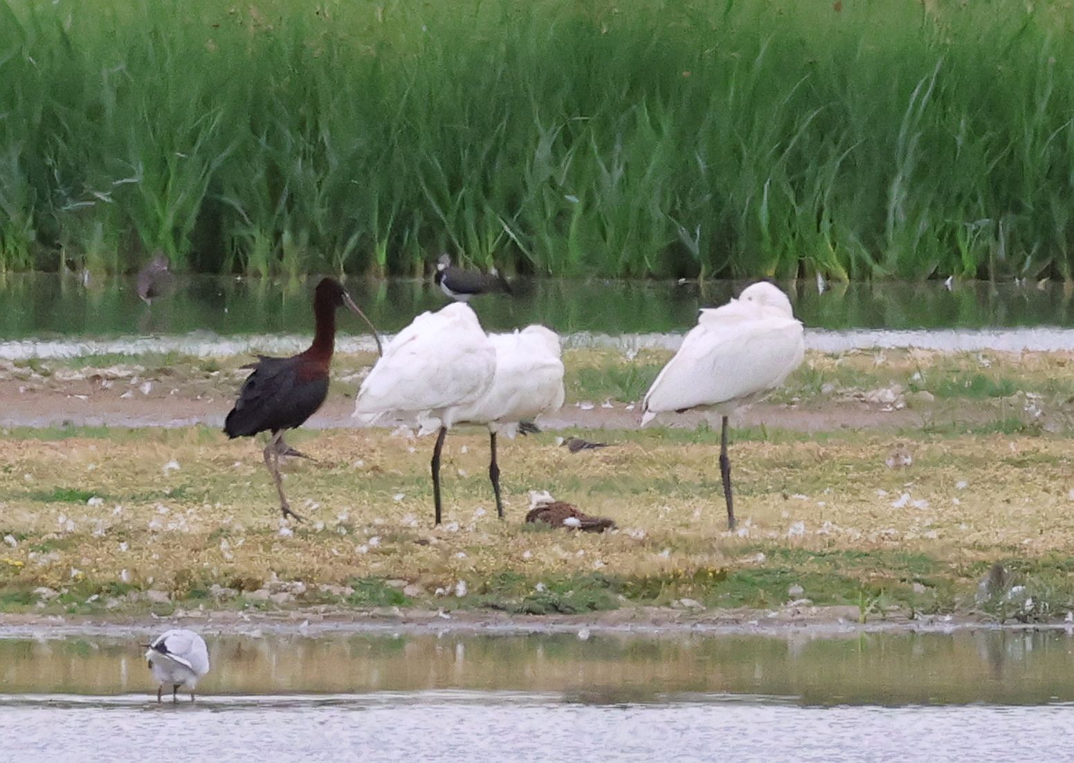 Glossy Ibis