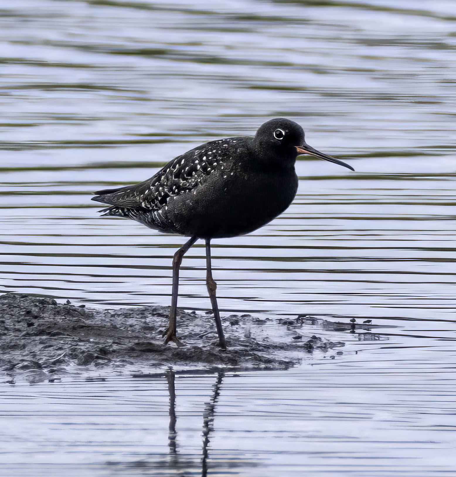 Spotted Redshank