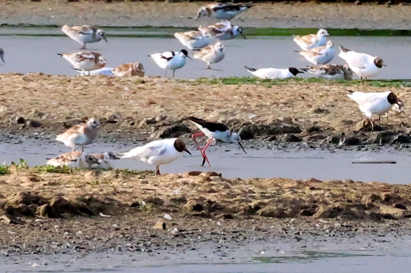 Black-winged Stilt