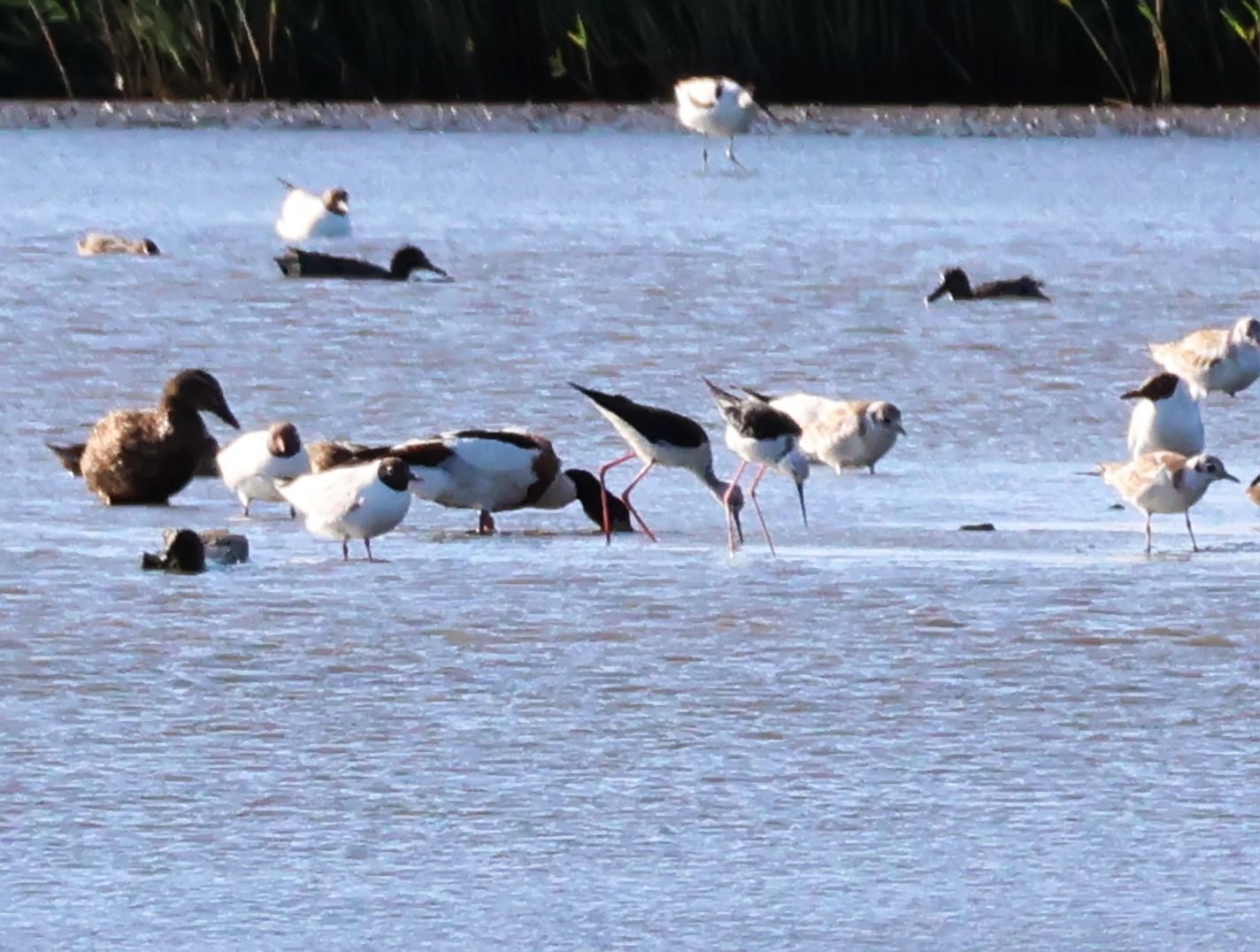 Black-winged Stilt