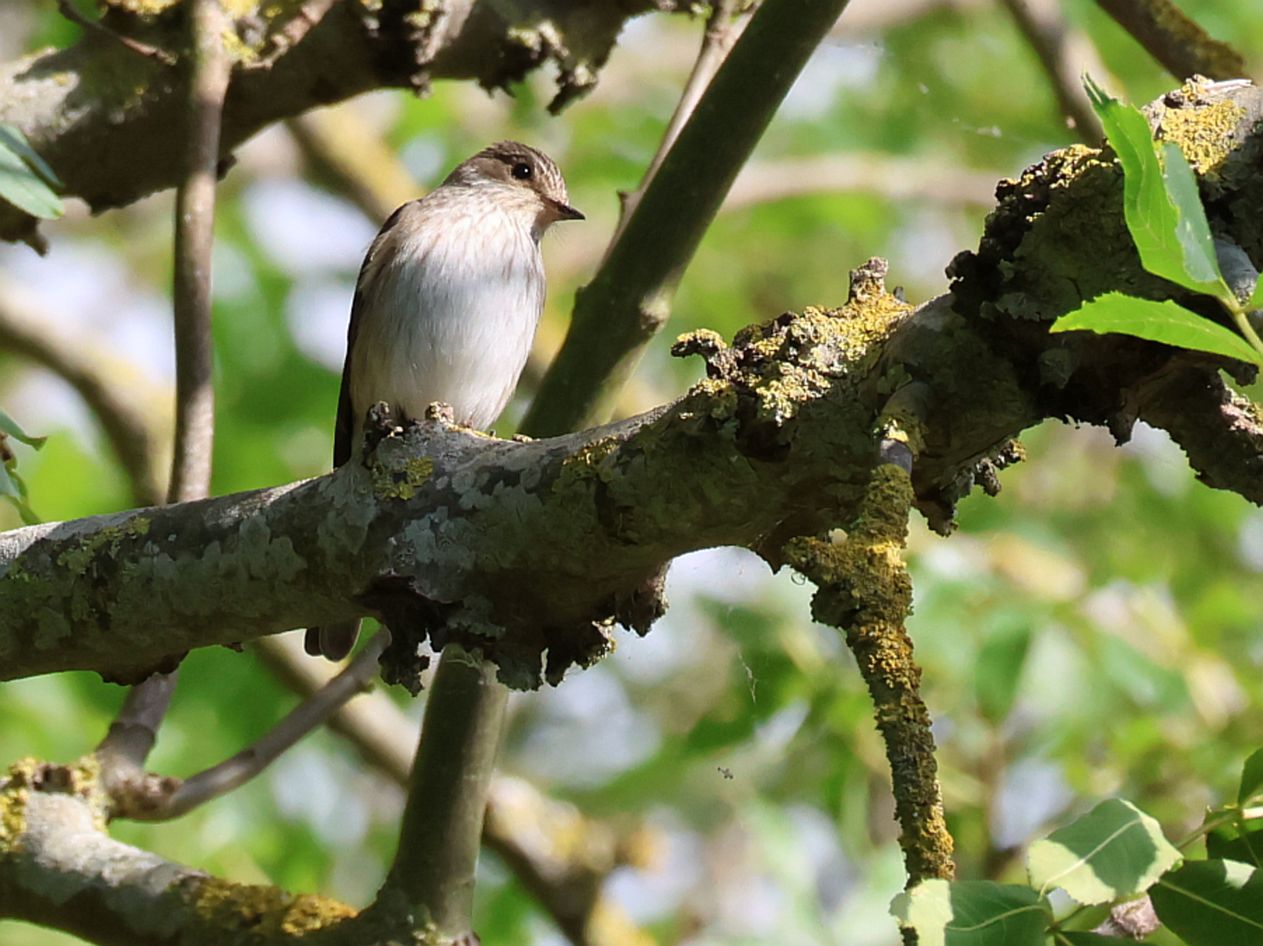 Spotted Flycatcher