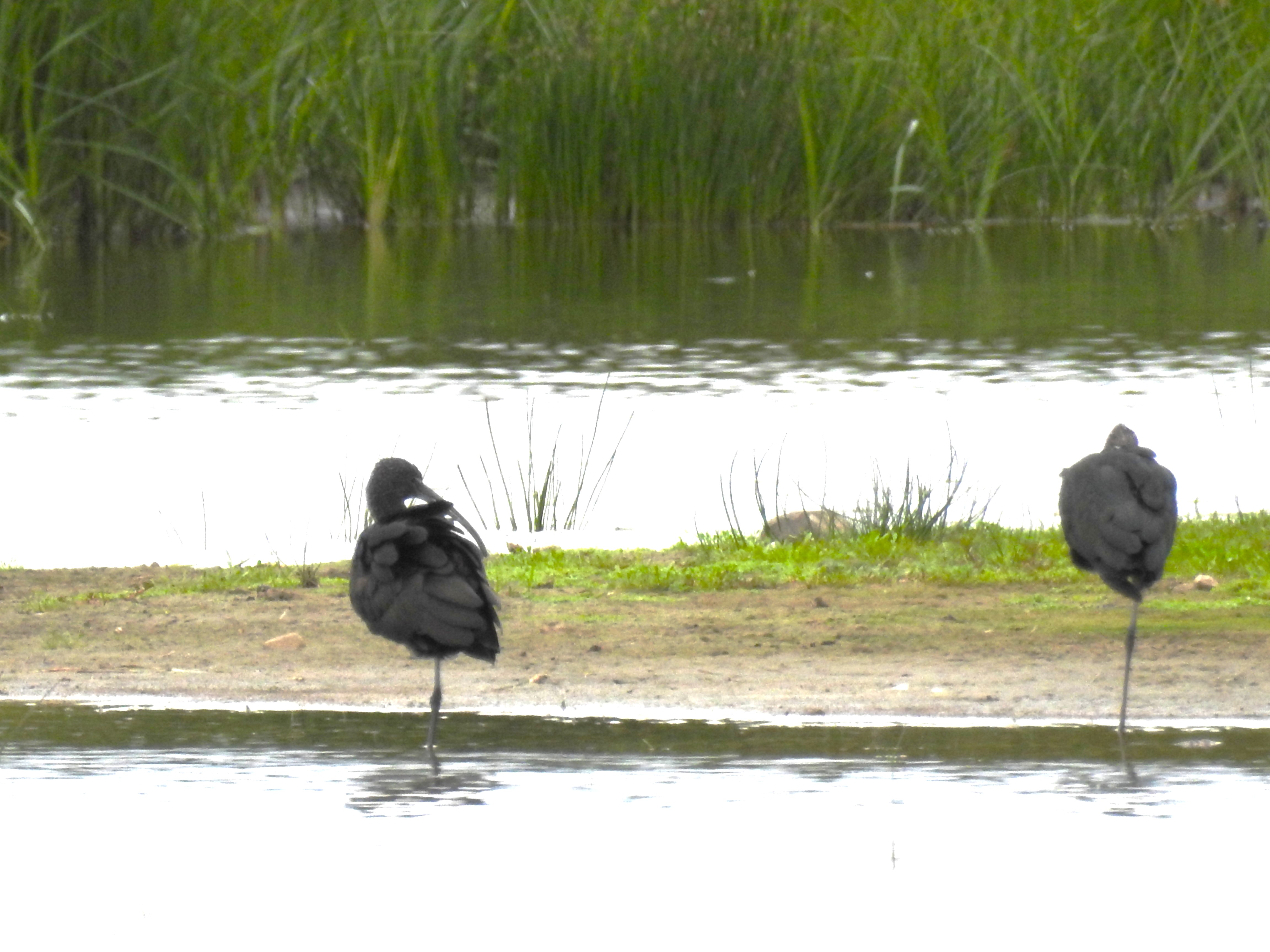 Glossy Ibis